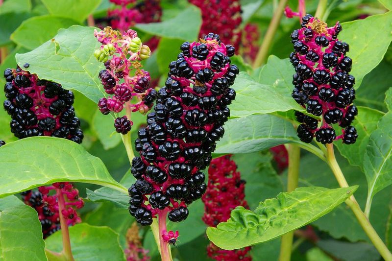 Pokeweed: The Toxic Salad Impostor