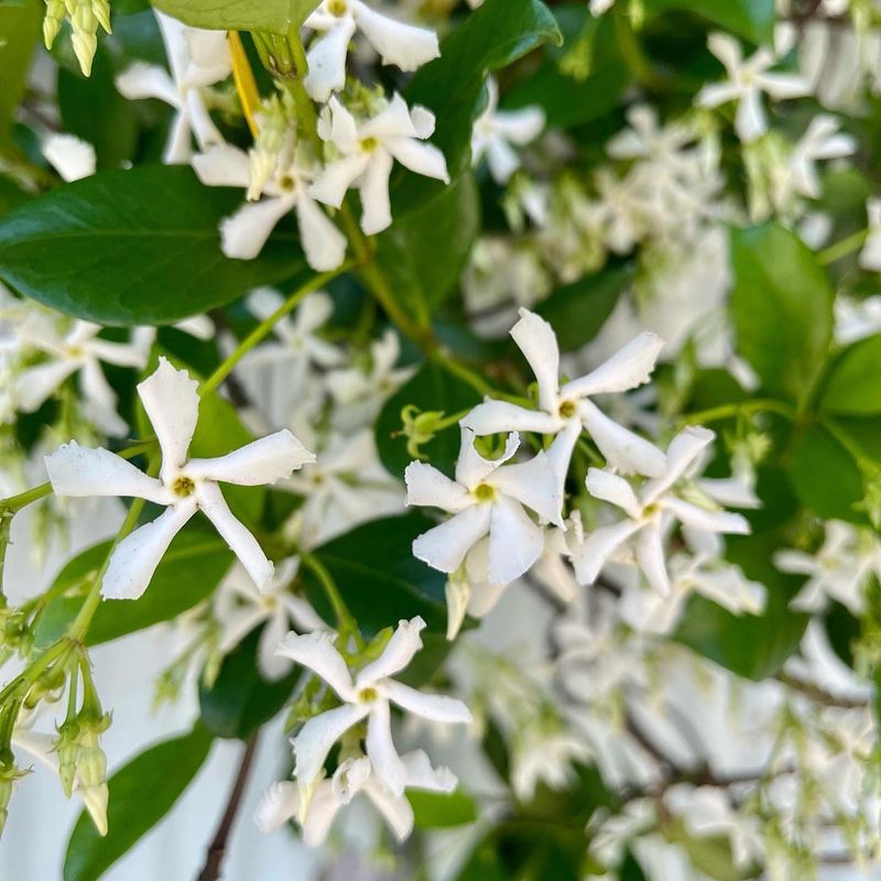 Confederate Jasmine: Sweet Perfume