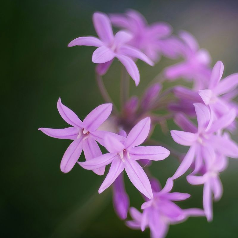 Society Garlic (Tulbaghia violacea)