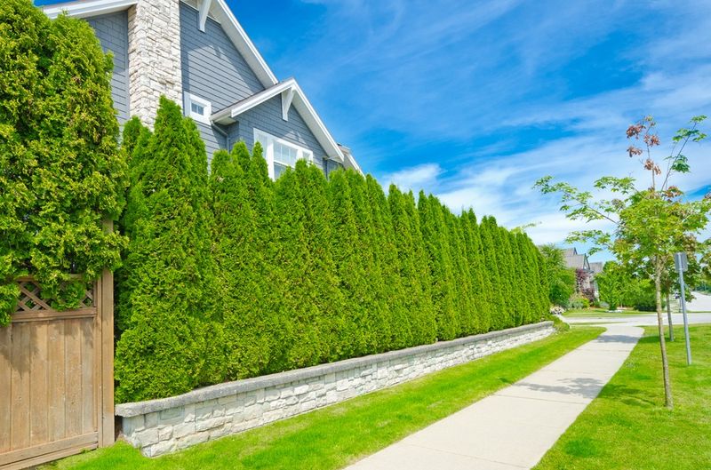 Privacy Hedges Taller Than Six Feet