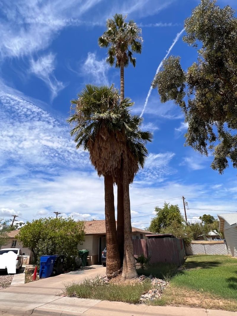 Non-Native Palm Trees