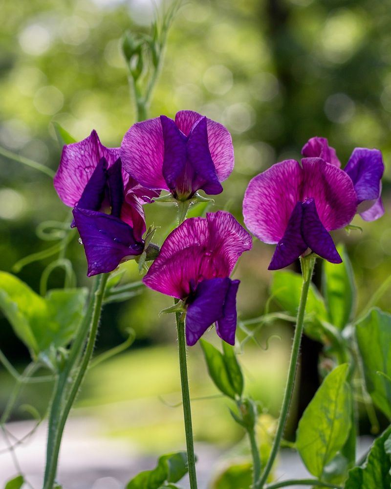 Sweet Pea
