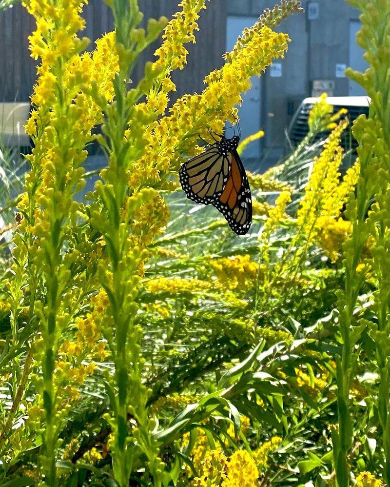 Abundant Insect Habitat