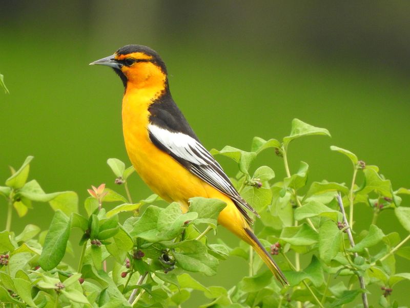 Tracking Migration Through Citizen Science