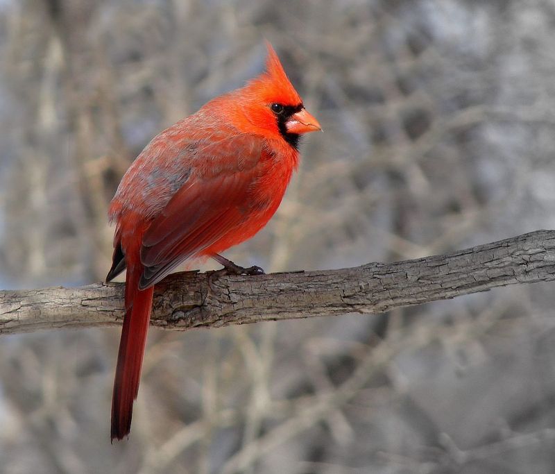 Seed Feast For Songbirds