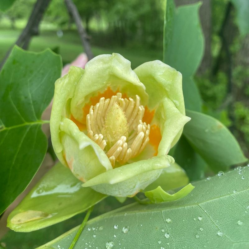 Protein-Packed Pollen Source