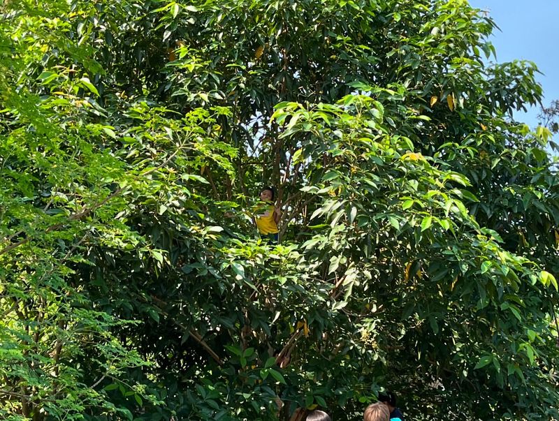 Honeybee Heaven In Your Backyard