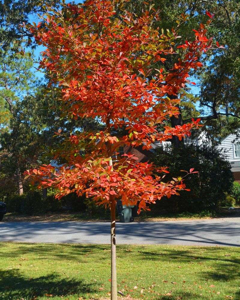 Perfect Branch Architecture