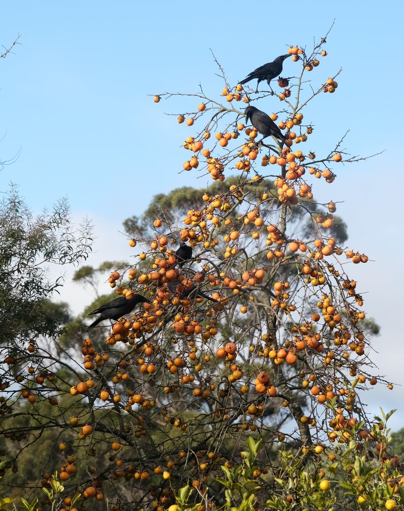 Fruit Buffet for Birds