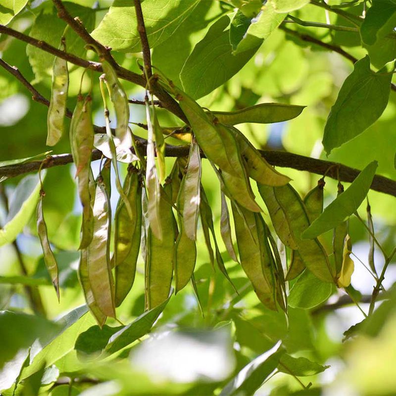 Seed Pods That Feed More Than Birds