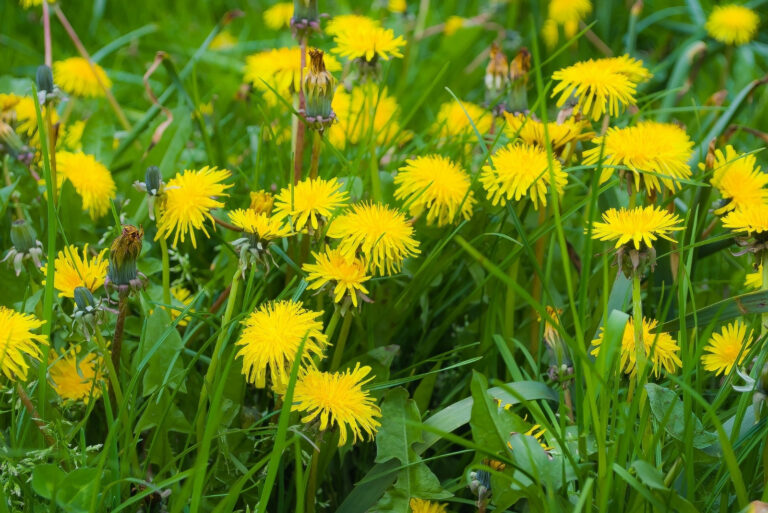 dandelion (featured image)