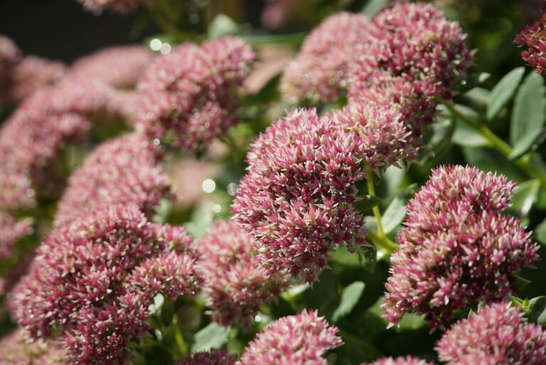 sedum (featured image)