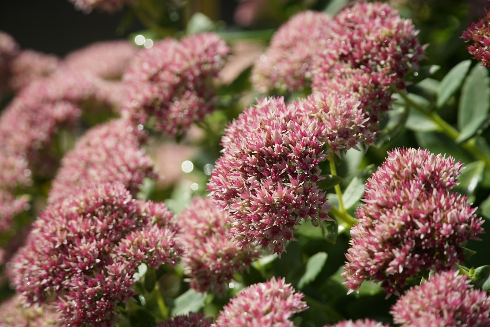 Late Summer Ground Covers To Plant In Nebraska And Kansas