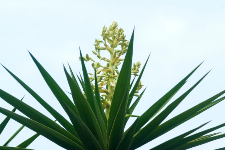 yucca (featured image)