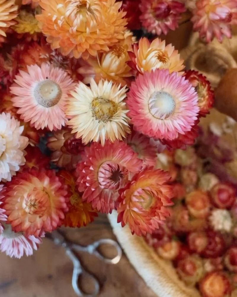 Strawflower's Papery Charm