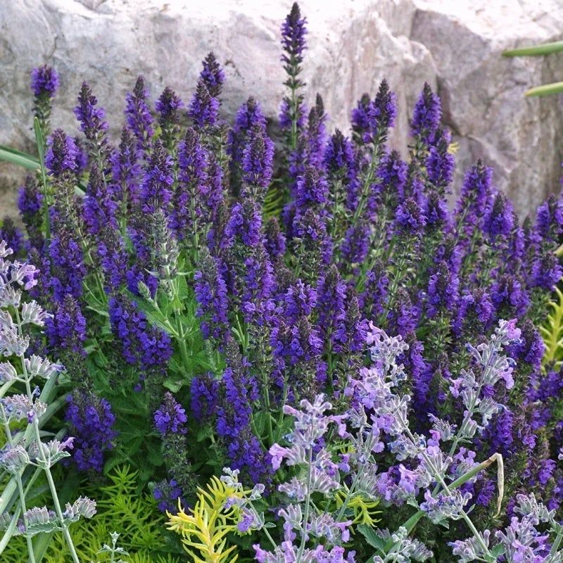 Salvia