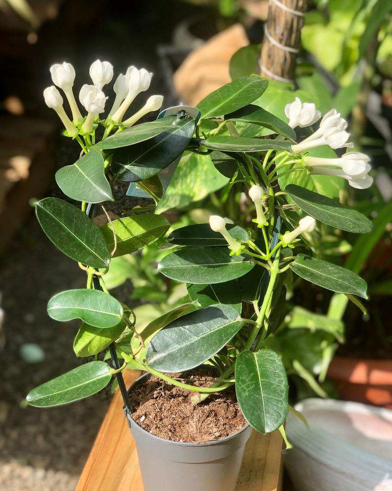 Jasmine