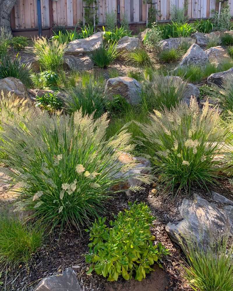Ornamental Grasses