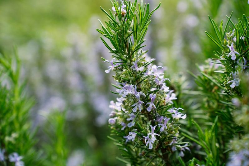 Rosemary: Aromatic Rat Barrier