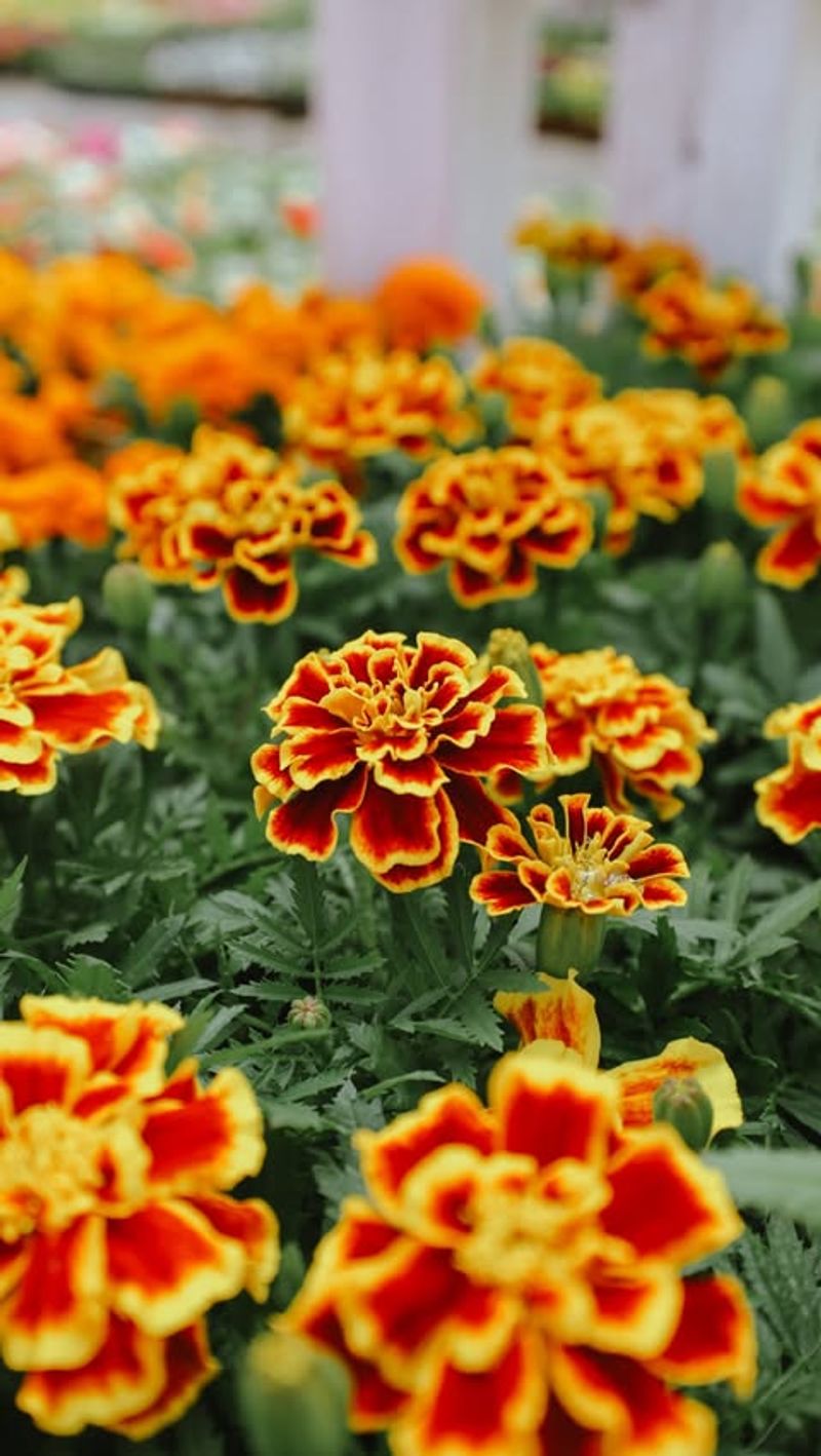 Marigolds For Garden Protection