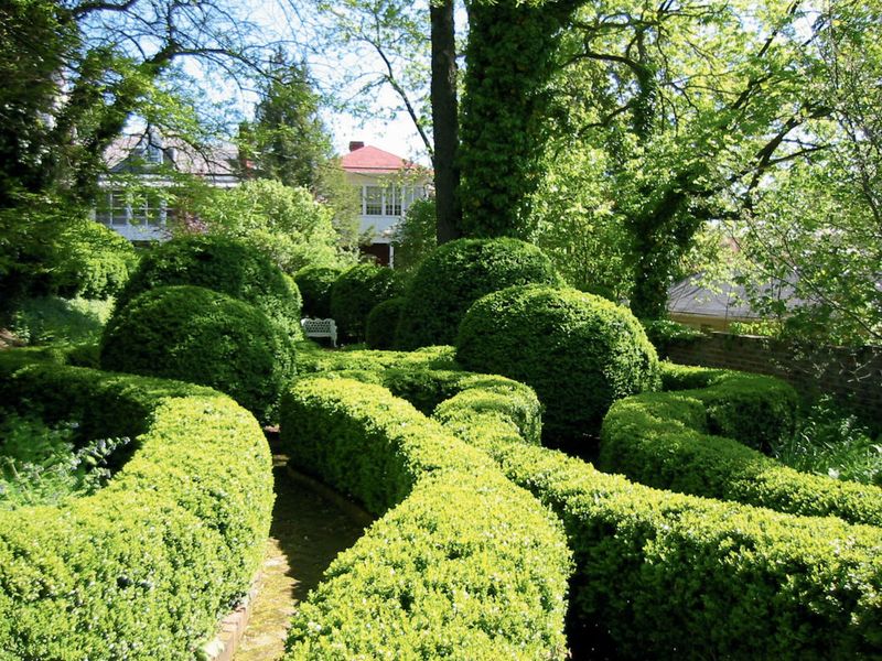 Garden Rooms Created By Ancient Boxwoods
