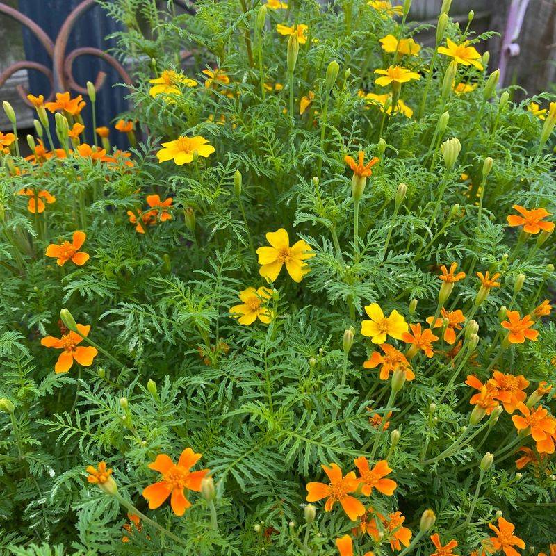 Signet Marigolds: Citrus-Scented Gems