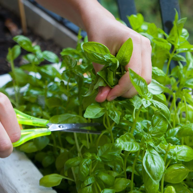 Tarragon: Cut Back For Disease Prevention
