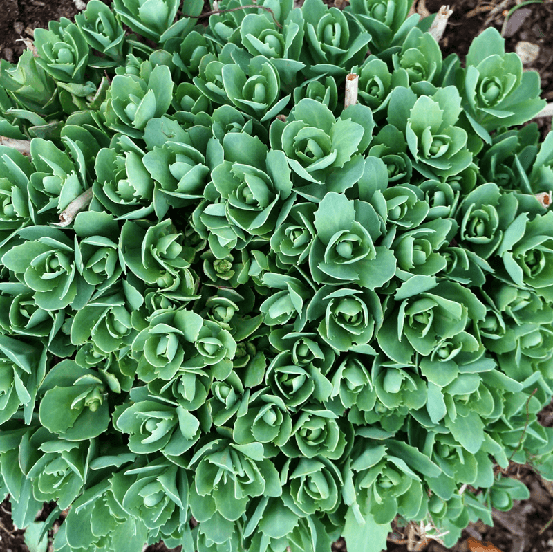 Sedum: The Carefree Succulent