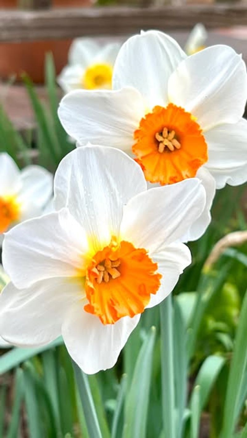 Daffodils: Toxic Beauty
