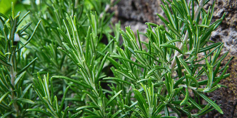 Rosemary: The Savory Shield