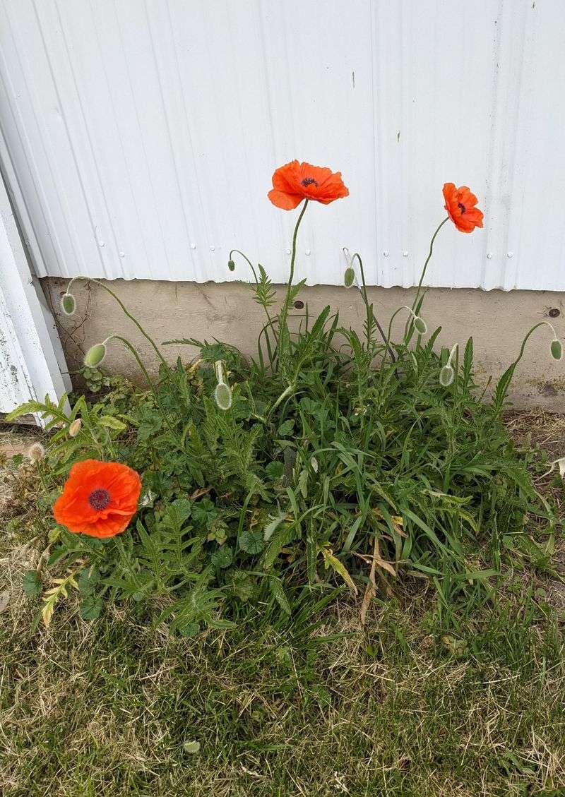 Poppies Resent Clay's Grip