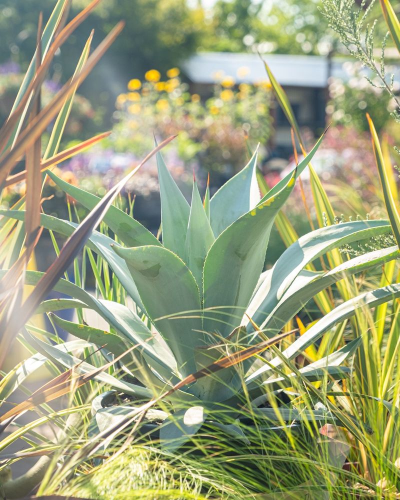 Agave