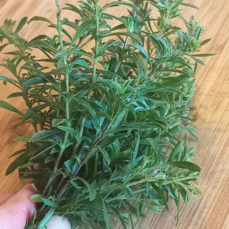 Winter Savory