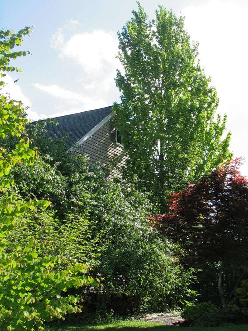 Canopy Trees For Vertical Habitat
