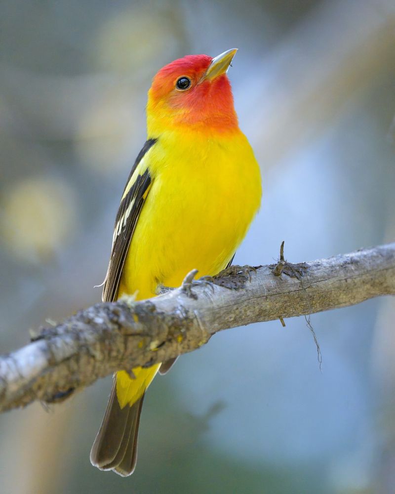 Western Tanager