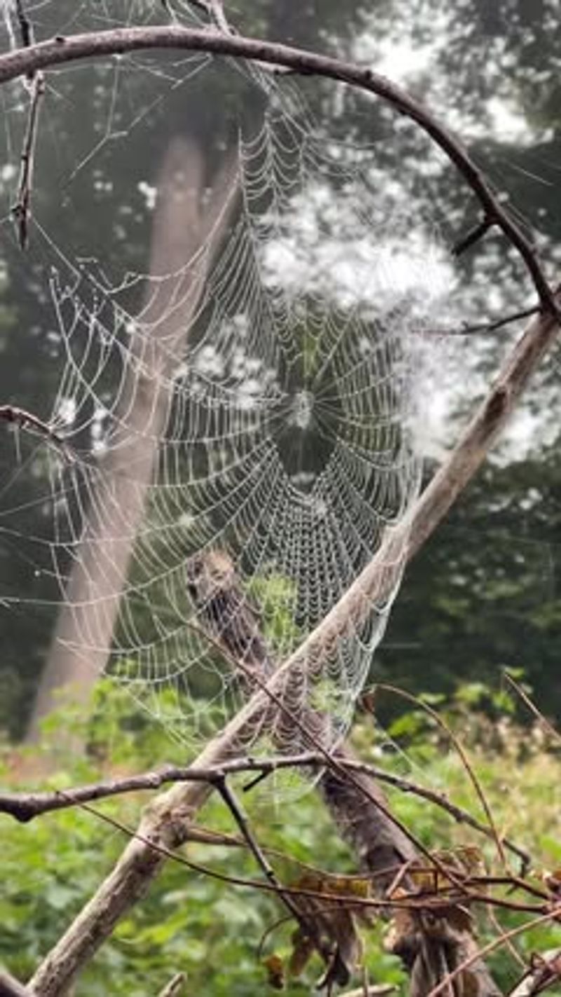 Spider Web Collections