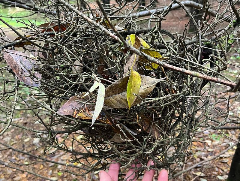 Witch's Brooms: Mysterious Branch Clusters