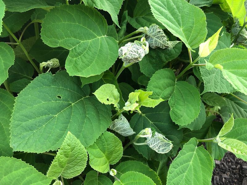 Hydrangea Leaftier