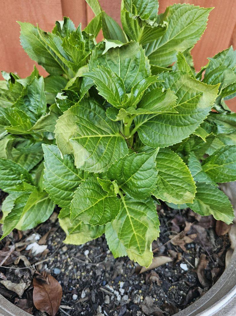 Hail Damage