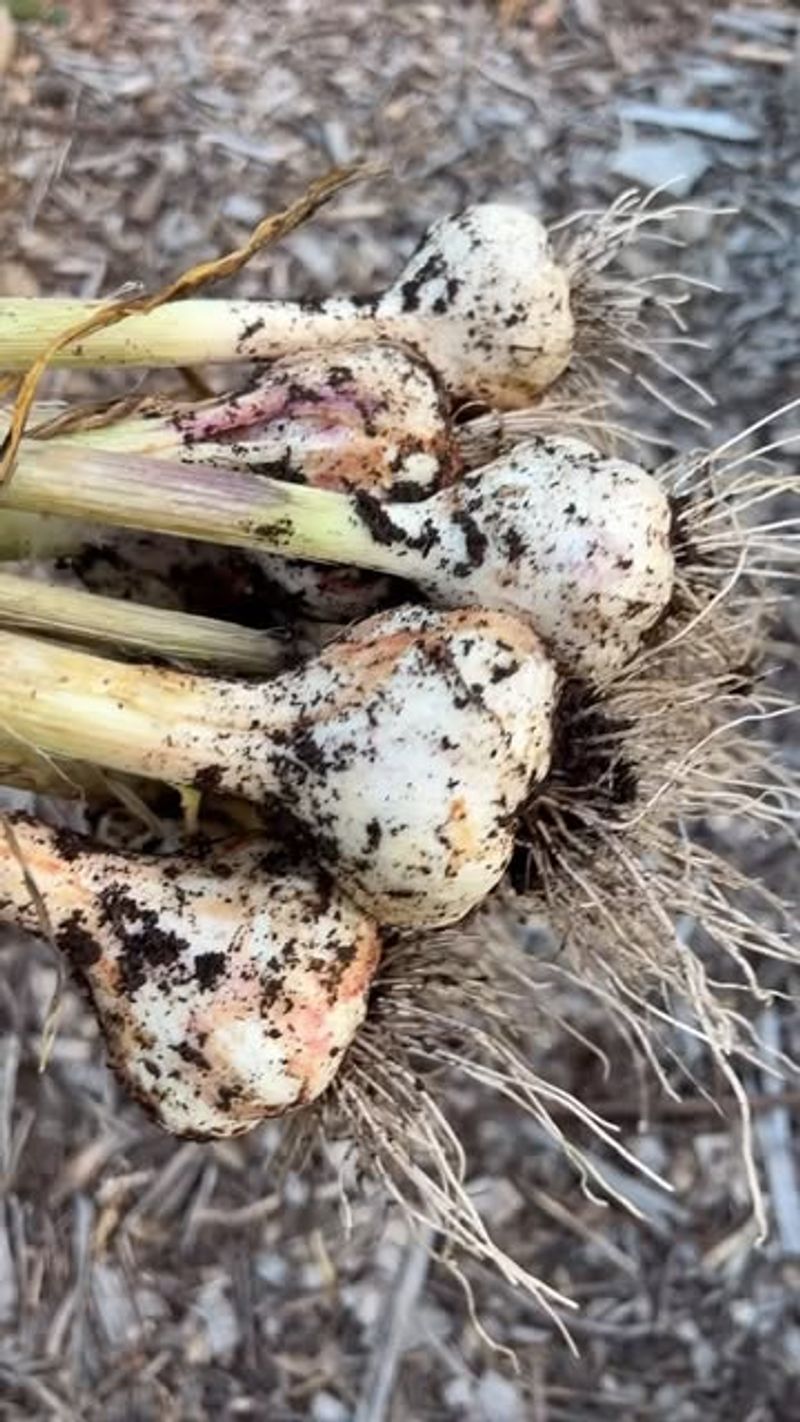 Garlic Planting Time