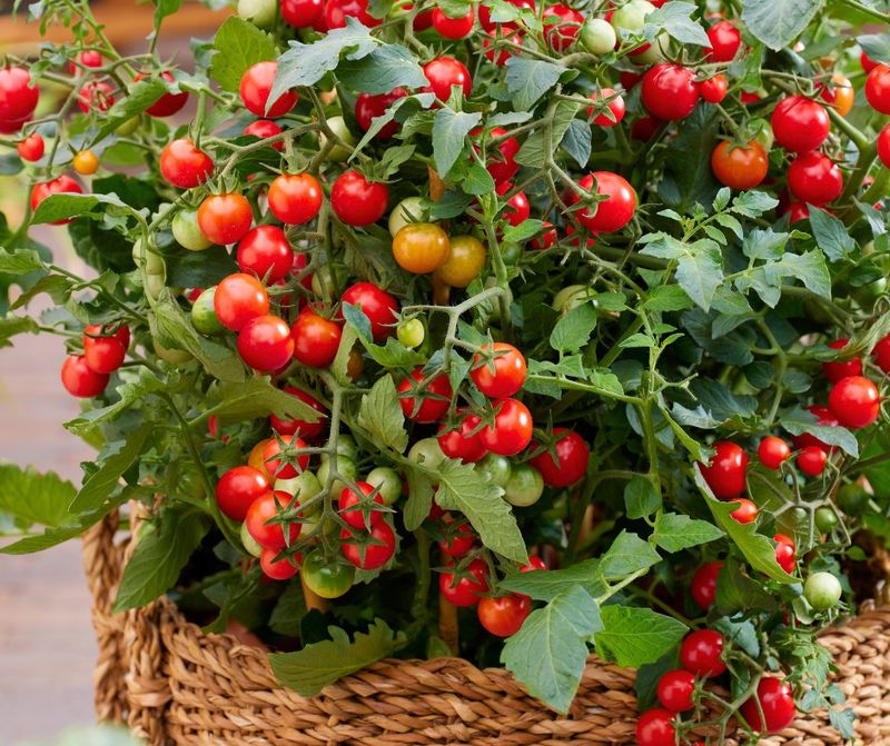 Cherry Tomatoes