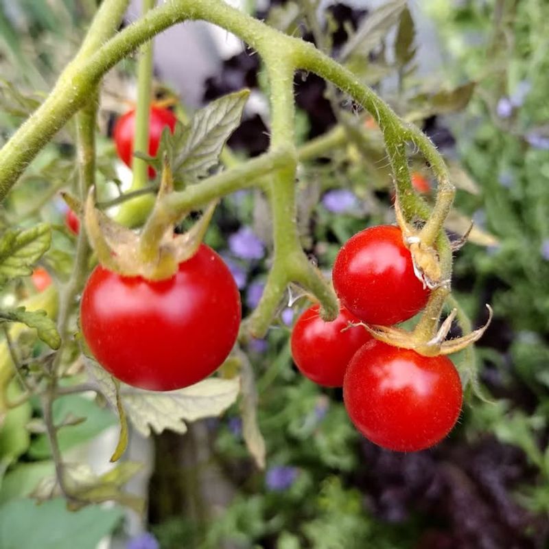Cherry Tomatoes: Patio Powerhouses