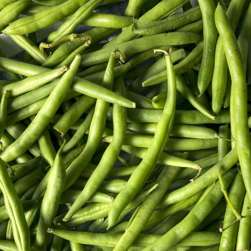 Snap Beans: Reliable Summer Producers