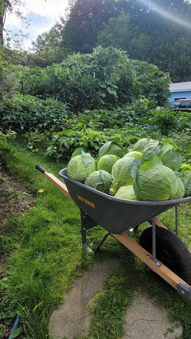 Versatile Cabbage