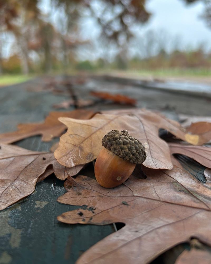 Mind Your Oak Trees