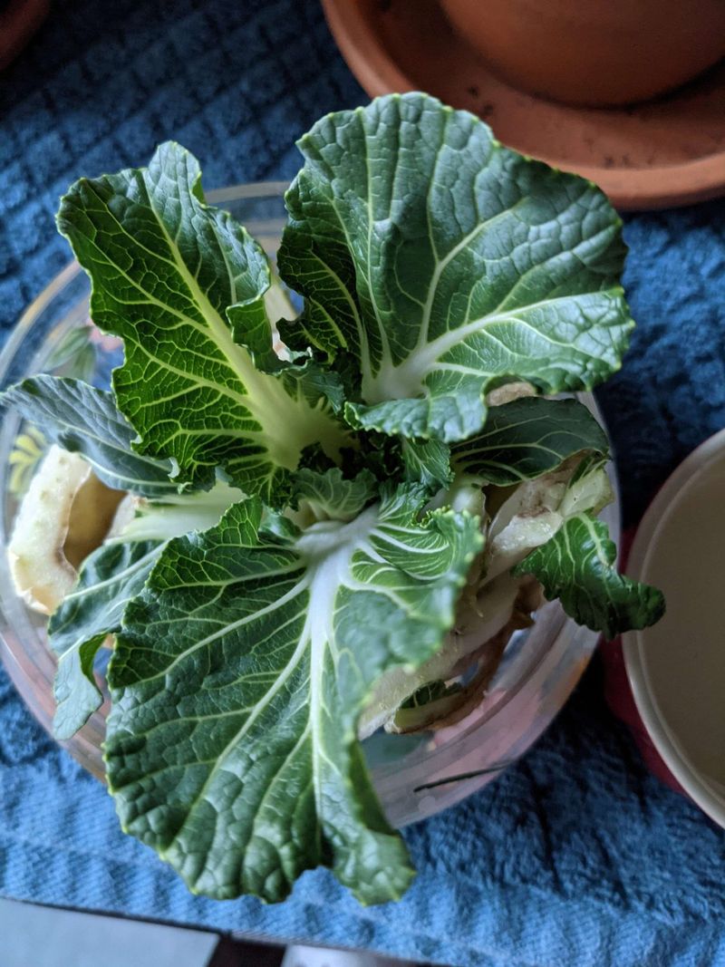 Bok Choy's Rapid Revival