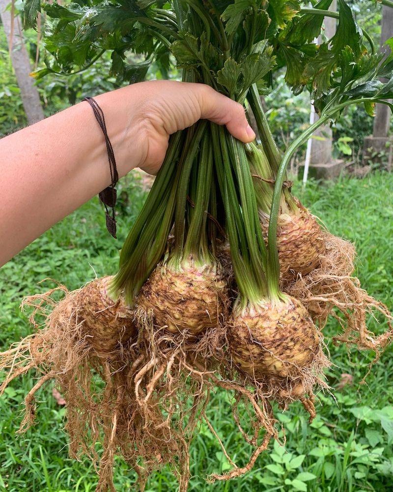 Celeriac