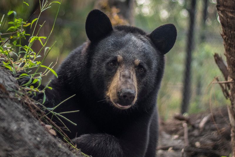 Wildlife Management Zones