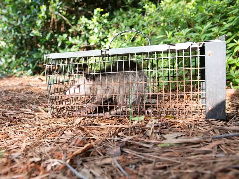 Safer Alternatives to Keep Possums Out of Gardens