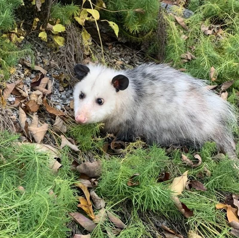 Possums Rarely Carry Rabies
